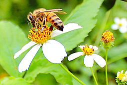 <a href='/'>Ong mật vinh hoa</a>